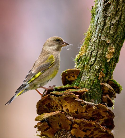 Verdone - Eurasian Greenfinch (Chloris chloris)