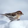 Organetto - Common Redpoll (Acanthis flammea)