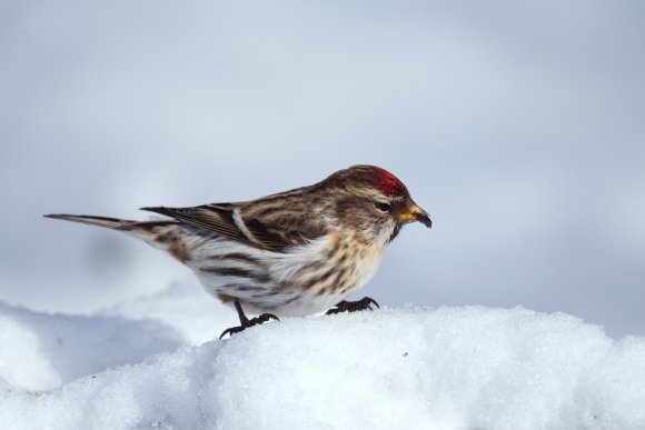 Organetto - Common Redpoll (Acanthis flammea)