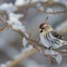 Organetto - Common Redpoll (Acanthis flammea)