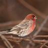 House finch (Haemorhous mexicanus)