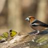 Frosone - Hawfinch (Coccothraustes coccothraustes)