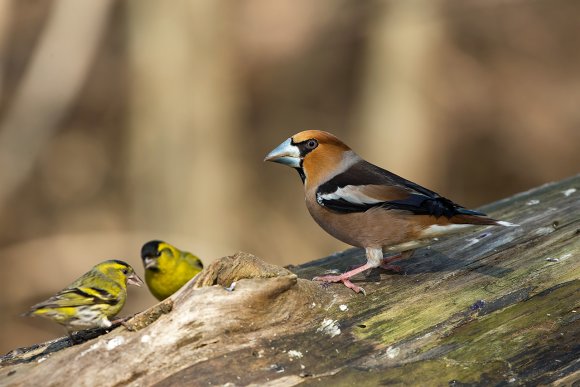 Frosone - Hawfinch (Coccothraustes coccothraustes)