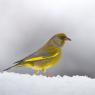 Verdone - Eurasian Greenfinch (Chloris chloris)