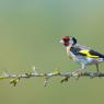 Cardellino -  European goldfinch (Carduelis carduelis)