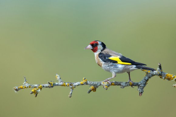 Cardellino -  European goldfinch (Carduelis carduelis)