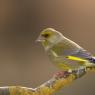 Verdone - Eurasian Greenfinch (Chloris chloris)