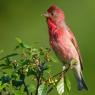 Ciuffolotto scarlatto - Common Rosefinch (Carpodacus erythrinus)