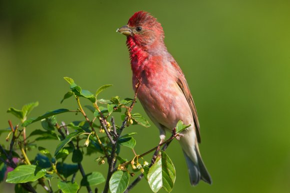 Ciuffolotto scarlatto - Common Rosefinch (Carpodacus erythrinus)