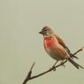 Fanello - Common linnet (Linaria cannabina)