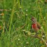 Fanello - Common linnet (Linaria cannabina)