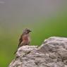 Fanello - Common linnet (Linaria cannabina)