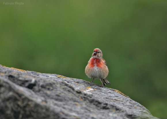 Fanello - Common linnet (Linaria cannabina)