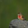 Fanello - Common linnet (Linaria cannabina)