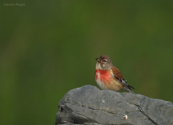 Fanello - Common linnet (Linaria cannabina)