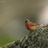 Fanello - Common linnet (Linaria cannabina)