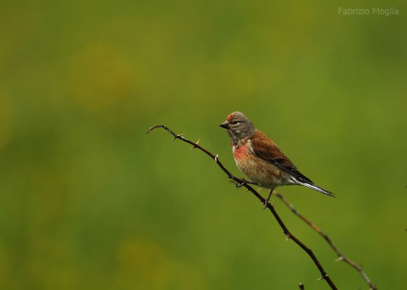 Fanello - Common linnet (Linaria cannabina)