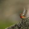 Fanello - Common linnet (Linaria cannabina)