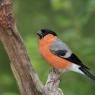 Ciuffolotto - Bullfinch (Pyrrhula pyrrhula)