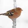 Fringuello - Common Chaffinch (Fringilla coelebs)