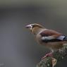 Frosone - Hawfinch (Coccothraustes coccothraustes)