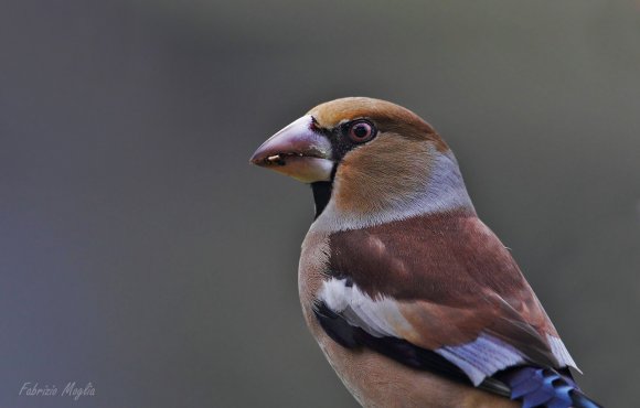 Frosone - Hawfinch (Coccothraustes coccothraustes)