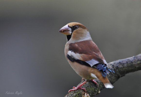 Frosone - Hawfinch (Coccothraustes coccothraustes)