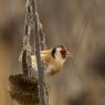 Cardellino - European Goldfinch (Carduelis carduelis)