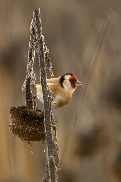 Cardellino - European Goldfinch (Carduelis carduelis)