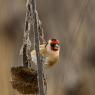 Cardellino - European Goldfinch (Carduelis carduelis)