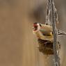 Cardellino - European Goldfinch (Carduelis carduelis)