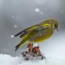 Verdone - Eurasian Greenfinch (Chloris chloris)