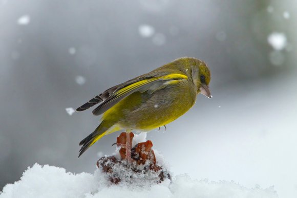 Verdone - Eurasian Greenfinch (Chloris chloris)