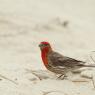 House finch (Haemorhous mexicanus)