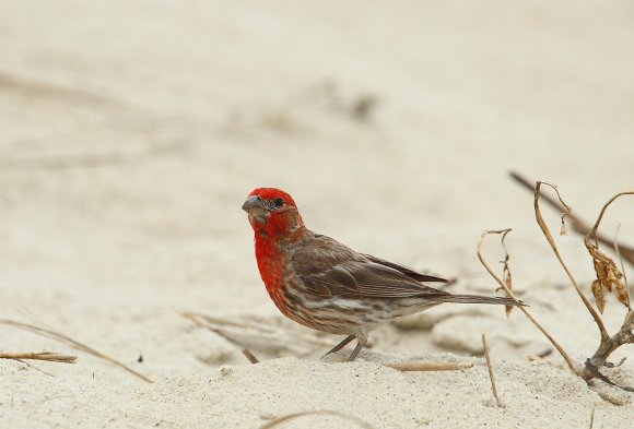 House finch (Haemorhous mexicanus)