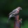 House finch (Haemorhous mexicanus)