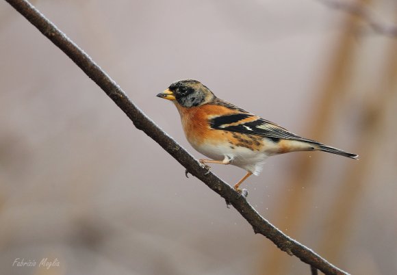 Peppola - Brambling (Fringilla montifringilla)