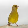 Verdone - Eurasian Greenfinch (Chloris chloris)