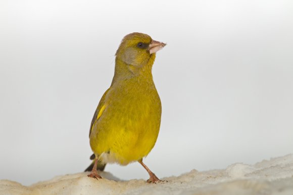 Verdone - Eurasian Greenfinch (Chloris chloris)