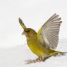 Verdone - Eurasian Greenfinch (Chloris chloris)