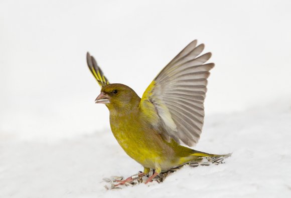 Verdone - Eurasian Greenfinch (Chloris chloris)