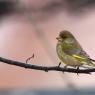 Verdone - Eurasian Greenfinch (Chloris chloris)