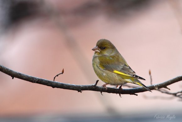 Verdone - Eurasian Greenfinch (Chloris chloris)