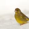 Verdone - Eurasian Greenfinch (Chloris chloris)