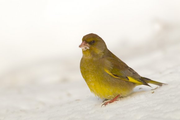 Verdone - Eurasian Greenfinch (Chloris chloris)