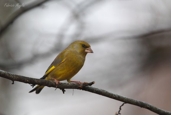 Verdone - Eurasian Greenfinch (Chloris chloris)