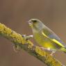 Verdone - Eurasian Greenfinch (Chloris chloris)