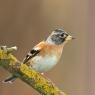 Peppola - Brambling (Fringilla montifringilla)