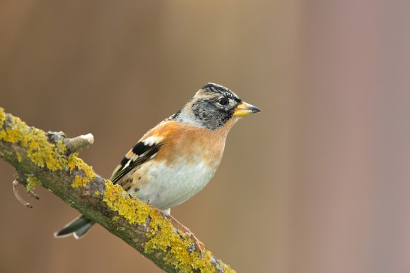 Peppola - Brambling (Fringilla montifringilla)