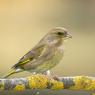 Verdone - Eurasian Greenfinch (Chloris chloris)